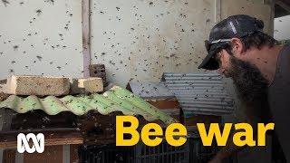Inside two fighting bee swarms