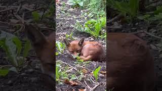 Fox Sleeping In My London Garden