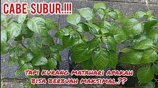 AGAR CABE TUMBUH SUBUR‼️lalu ketika kurang matahari apa bisa berbuah.?? #cabe #lahansempit