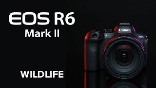 The Canon EOS R6 Mark II: Getting Started with Wildlife