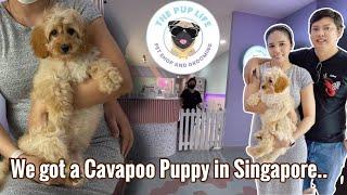 We got a Cavapoo Puppy in Singapore