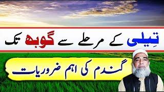 Wheat requirements from Jointing to Booting stage || Crop Reformer