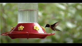 Hummingbird Heaven | Georgia Outdoors