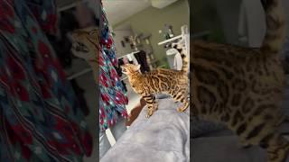 Kitten Loves Booty Slaps 