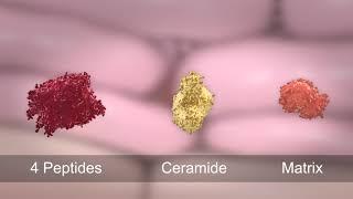 3D Animation: Skin Barrier Function