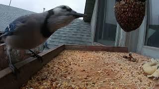 blue jay poops