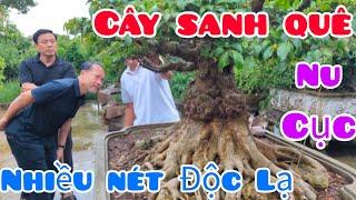 TP Nhiều nét đặc biệt và Bộ 3 Sanh Cổ mua từ năm 2005 của anh Dũng Nội thất