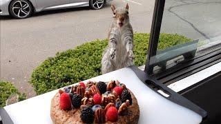 Squirrels' reactions to cake