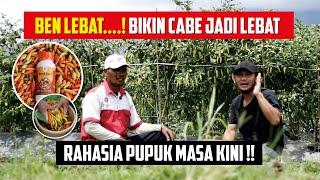 Pupuk organik untuk cabe rawit agar buahnya lebat, terbukti manjur..!!