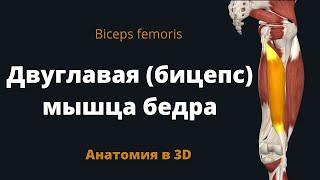 Бицепс бедра. Двуглавая мышца бедра. Biceps femoris. 3D анатомия.