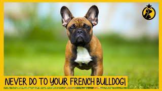 5 Things You Must Never Do to Your French Bulldog