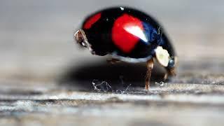 Adorable Black Ladybird (beetle) Cleaning itself (Ultra Macro)