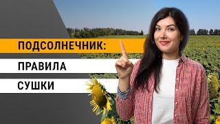 Сушка подсолнечника: советы