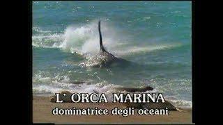 L'orca marina, dominatrice degli oceani