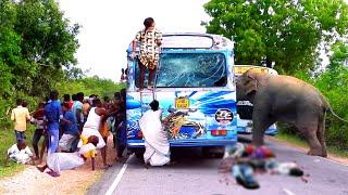 Ferocious Elephant Rampage: Bus Passengers Fall Amid Attack!