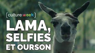 Culture Week #119 - Lamas, Selfies et Nounours