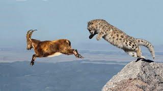 Snow Leopard vs Mountain Goat   Most Fascinating Wildcat Moments in the Wild   Amazing Footage