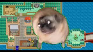 I choose a pug as my starter Pokemon