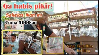 Vlog penjual ikan hias keliling malang || Penjual keliling ikan hias di kabupaten Malang