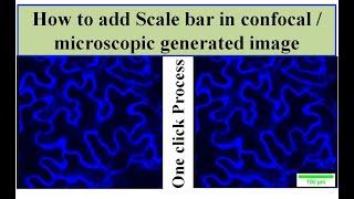 How to add scale bar in confocal image