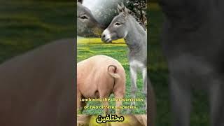 Animal Wonders The Protective Donkey And The Smart Pig But