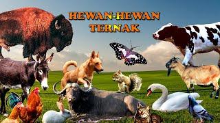 Suara hewan ternak: sapi, kambing, anjing, kucing, bebek #hewan #binatang #hewanternak