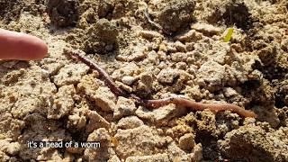 Belopukhov worm and soil fertility