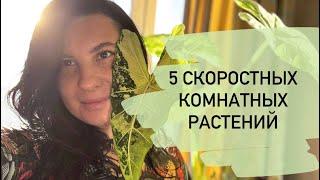 Пять необычных быстрорастущих комнатных растений