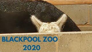 Blackpool Zoo Vlog July 2020