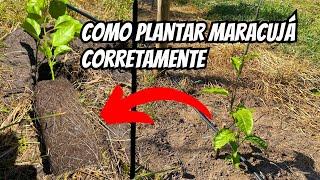 Como plantar maracujá corretamente?