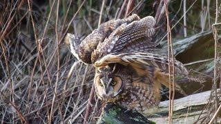 Awakening: A Long-eared Owl comes to Life