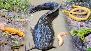 Catching monster catfish in the hole there are ornamental fish, koi fish, eels, gourami fish