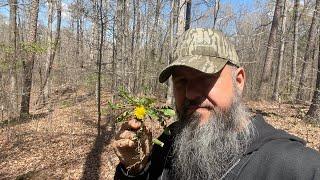 Wild Edibles : Nutritional Info For Survival,Subsistence,Preparedness or SHTF: Episode 1 - Dandelion