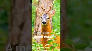 A roe deer sounds  #shorts #san wild world