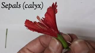 Dissection Of Hibiscus Flower | China flower | Parts of a flower & their functions| Self pollination