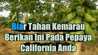 Biar Tahan Kemarau, Berikan ini ke Pepaya California