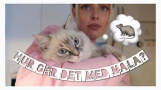 HUR GÅR DET MED NALA?