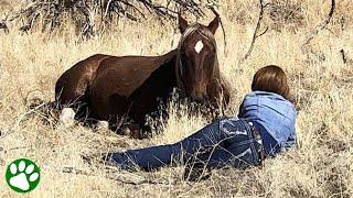 Bullied wild stallion chooses new family