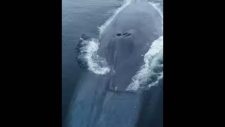 The blue whale is the largest animal in the world known to have ever existed .