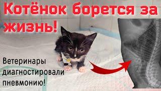 Бездомный котёнок попал под дождь/ заболел пневмонией/подключают к ивл/help save a homeless kitten