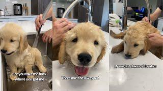 Golden Puppy Keeps Trying To Escape From First Bath