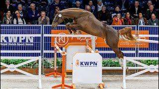 Selected jumpers KWPN Stallion show 2024