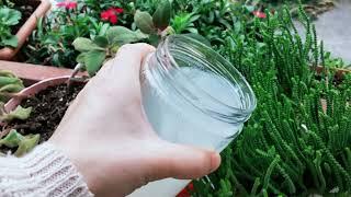 Give this and let your flowers bloom, Plant food found in every home, Fertilizer from rice Water