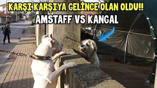 EVDEN KAÇAN KANGAL BU SEFER AFFETMEDİ! (Amstaff , Rottweiler , Cane Corso Hepsi Bir Arada)