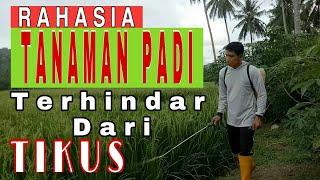 Cara Ampuh Mengusir Tikus Sawah || Mengendalikan Tikus Dari Tanaman Padi