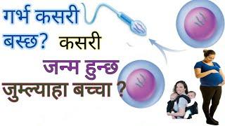 योनि भित्र शुक्रकिटको यत्रा , Process of twins baby.how to meet sperm to ovum?