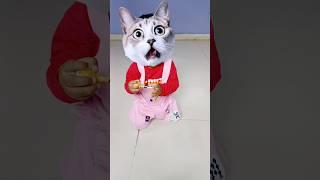 Billi boli meow meow ‍⬛ #shorts #viral #funny #cat #billi