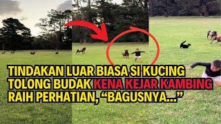 TINDAKAN LUAR BIASA SI KUCING TOLONG BUDAK KENA KEJAR KAMBING RAIH PERHATIAN, "BAGUSNYA..."