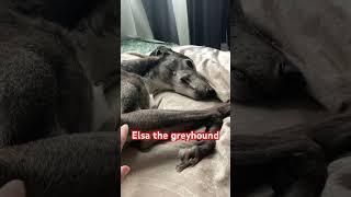 Elsa the greyhound