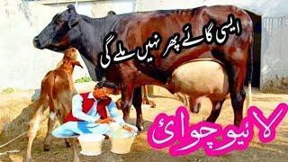 20Kg Milky Jersey Cholistani Cross Cow  For Sale (03040769739) In Pakistan. Nov 23, 2024